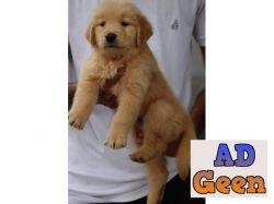 used Dark Rich Color Golden Retriever Puppies Available for sale in Delhi 9911461912 for sale 